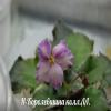Фиалка Н-Королевишна
