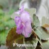 Фиалка Н-Чароит
