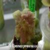 Фиалка Ан-Красная Речка