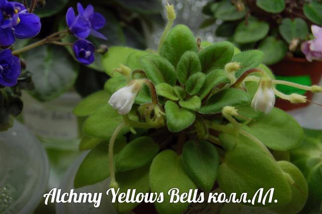  Alchemy Yellow Bells 