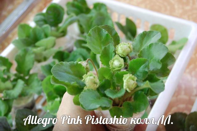  Allegro Pink Pistachio 