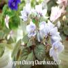  Allegro Chicory Charm