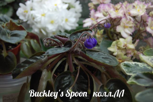  Buckley's Spoon 