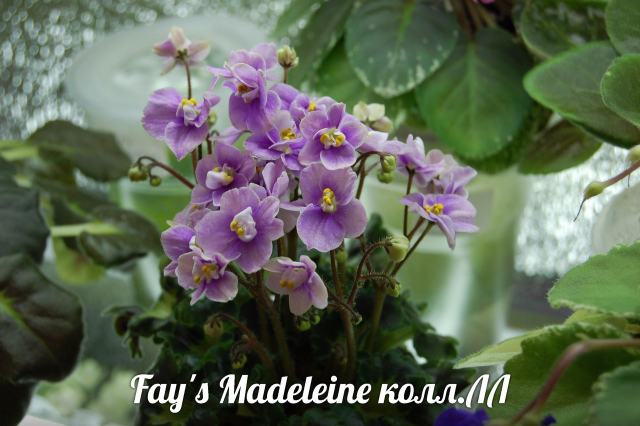  Fay's Madeline 