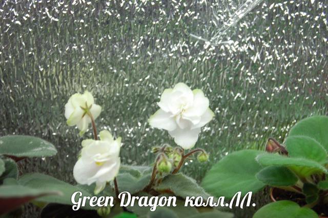  Green Dragon 