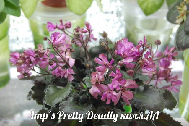  Imp's Pretty Deadlly 