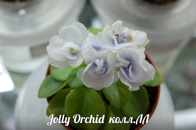  Jolly Orchid 