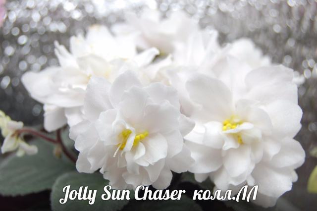  Jolly Sun Chaser 
