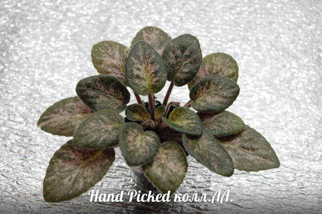  Hand Picked 