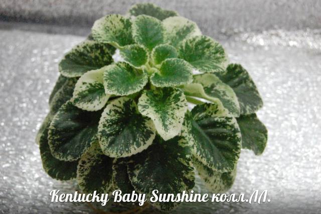  Kentucky Baby Sunshine 