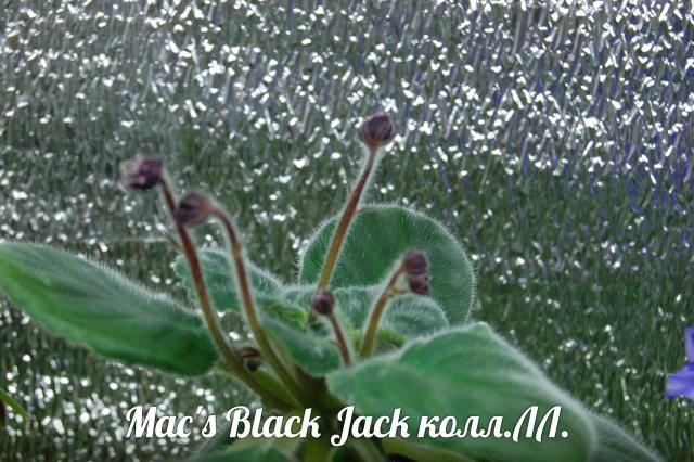  Mac's Black Jack 