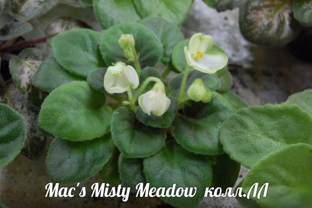  Macs Misty Meadow 