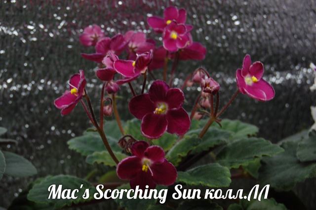  Mac's Scorching Sun 