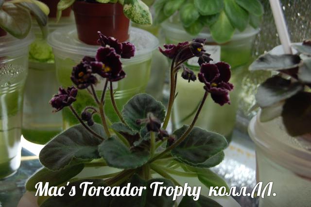  Macs Toreador Trophy 