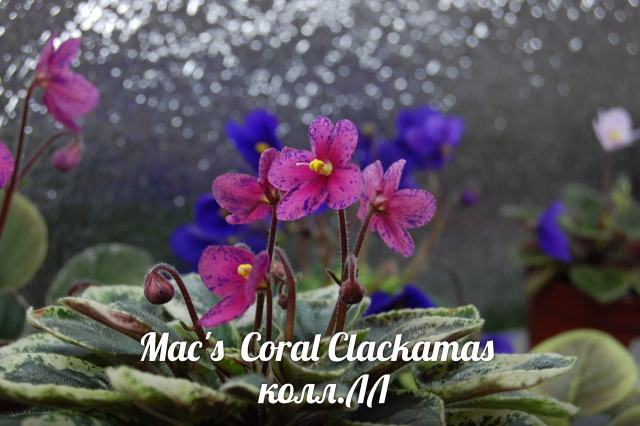  Mac's Coral Clackamas 