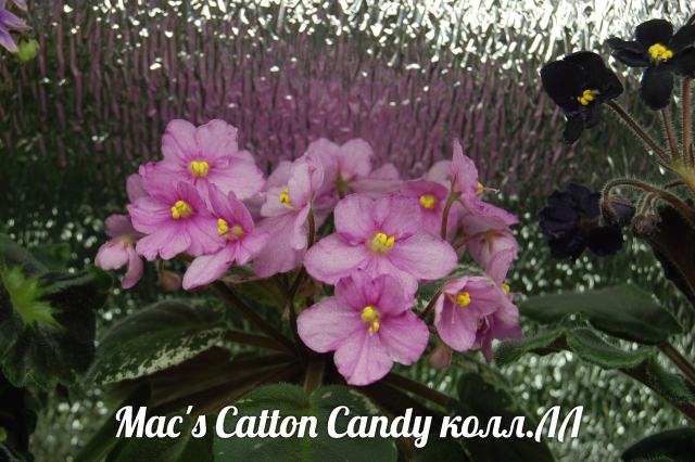  Mac's Cotton Candy 
