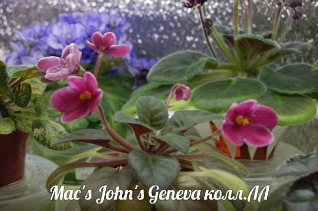  Mac's John Calvin's Geneva 