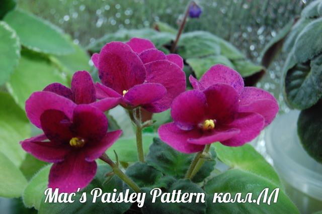  Mac's Paisley Pattern 
