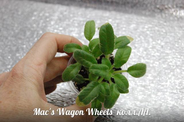  Mac's Wagon Wheels 