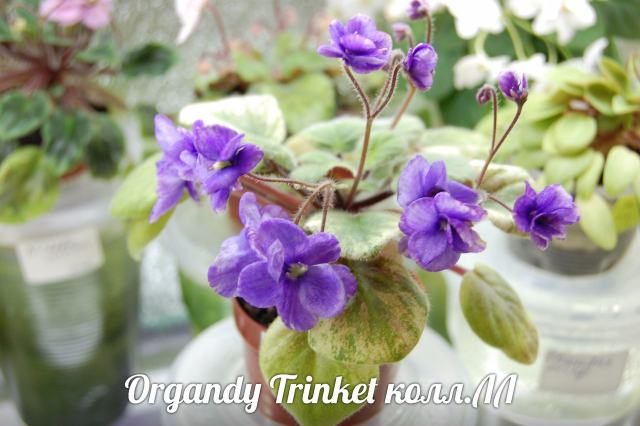  Organdy Trinket 