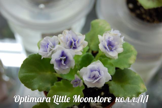  Optimara Little Moonstone 