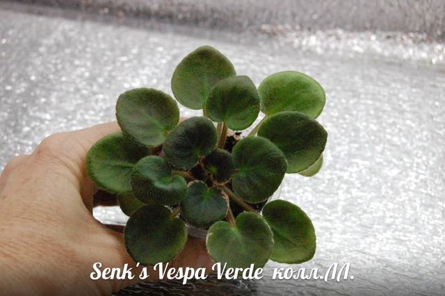  Senk's Vespa Verde 
