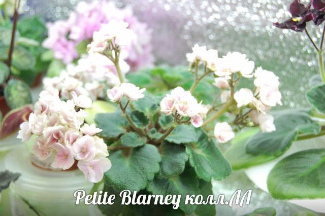  Petite Blarney 