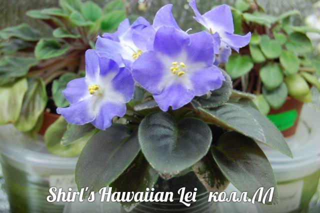  Shirl's Hawaiian Lei 