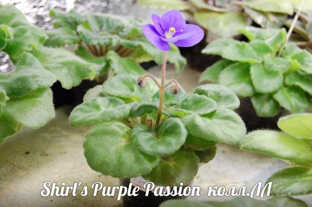  Shirl's Purple Passion 