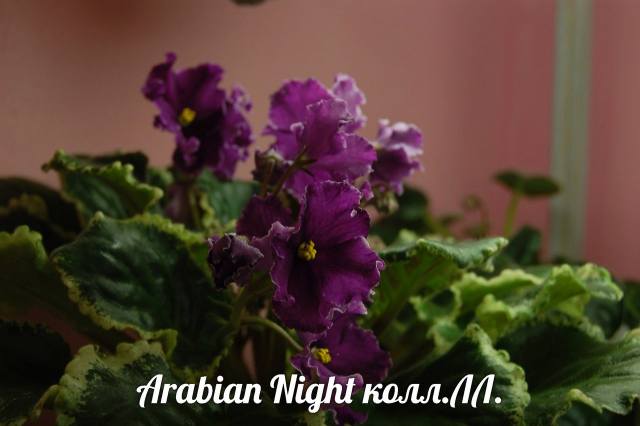  Arabian Night 