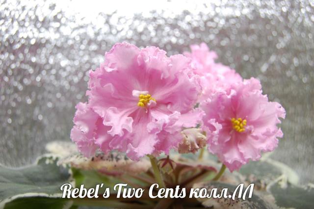    Rebel's Two Cents 