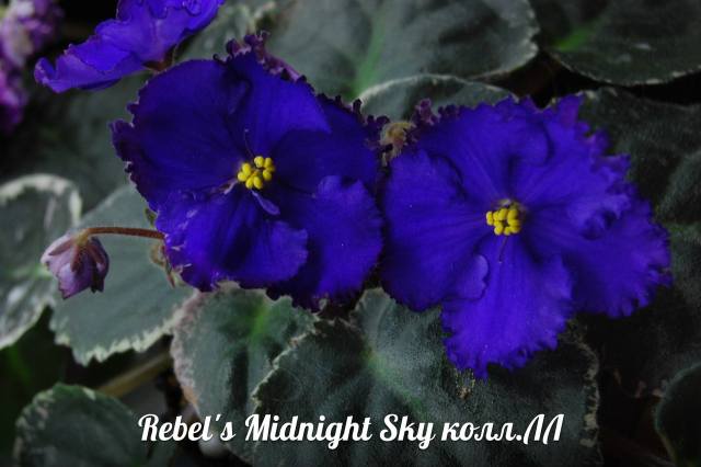  Rebel's Midnight Sky 