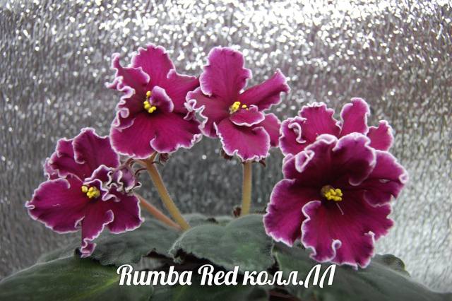 Rumba Red 