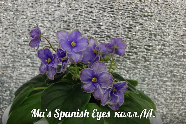  Ma's Spanish Eyes 