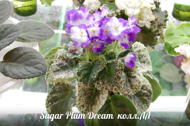  Sugar Plum Dream 