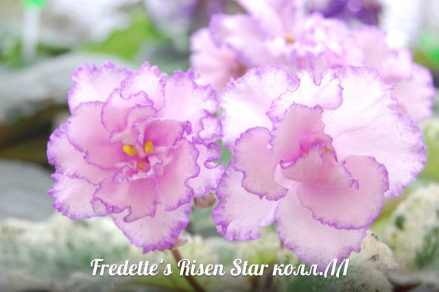  Fredette's Risen Star 
