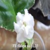 Фиалка НК-Айвори