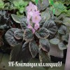 Фиалка НК-Констанция