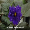 Фиалка Dn-Ночной Донецк