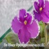 Фиалка Dn-Юная Француженка