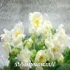 Фиалка АВ-Канарейка
