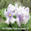 Фиалка АВ-Лебединое Озеро