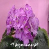 Фиалка АВ-Людмила