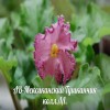 Фиалка АВ-Мексиканский Тушканчик