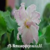 Фиалка АВ-Метаморфоза