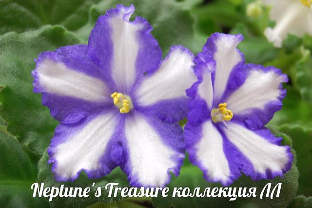  Neptune's Treasure 