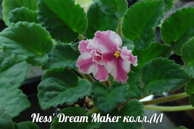  Ness' Dream Maker 