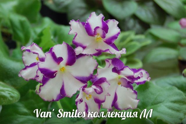  Van's Smiles 