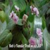  Rob's Vanilla Trail