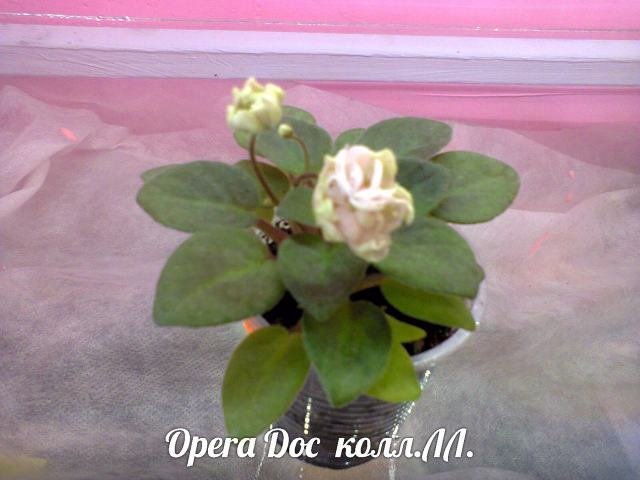  Opera Doc 
